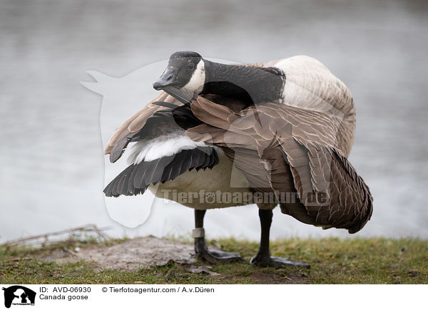 Kanadagans / Canada goose / AVD-06930