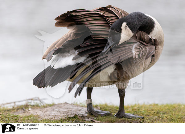 Kanadagans / Canada goose / AVD-06933