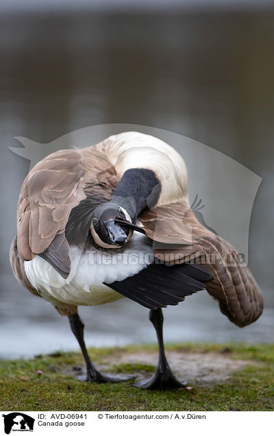 Canada goose / AVD-06941