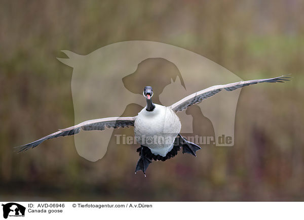 Kanadagans / Canada goose / AVD-06946