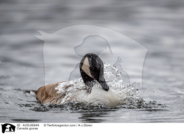 Canada goose / AVD-06949