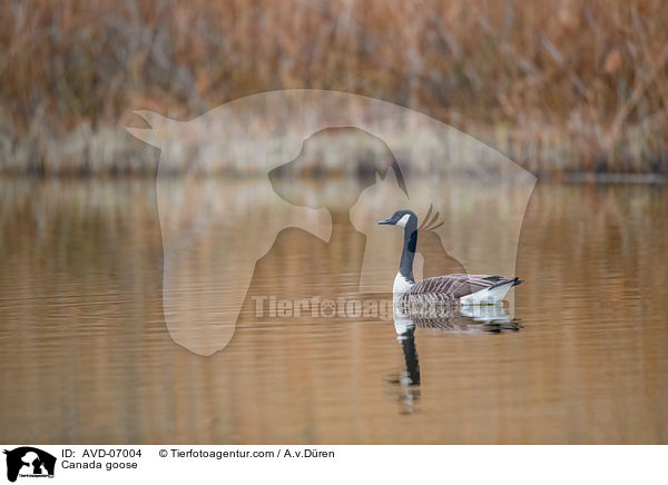 Kanadagans / Canada goose / AVD-07004