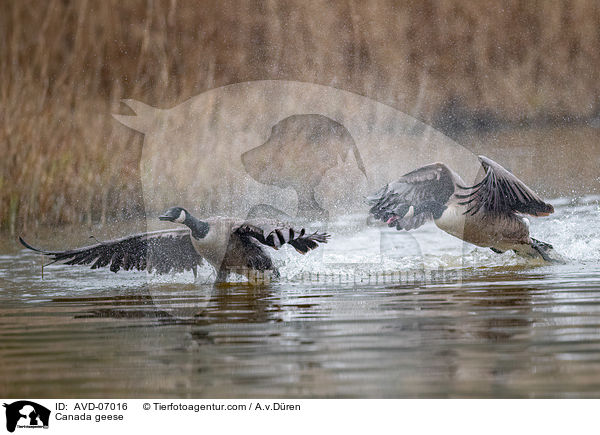 Kanadagnse / Canada geese / AVD-07016