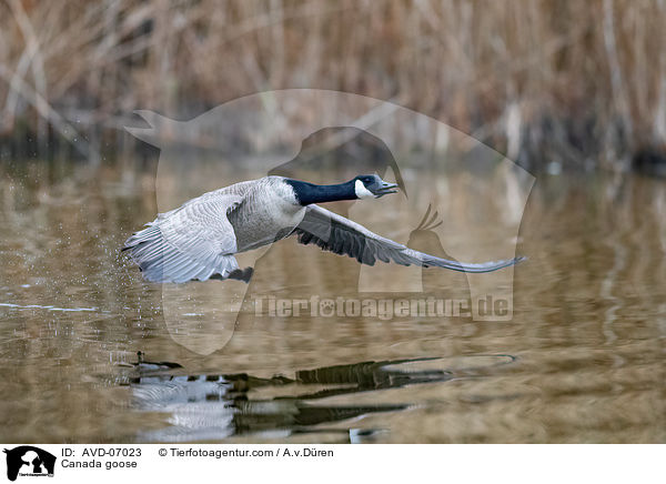 Kanadagans / Canada goose / AVD-07023