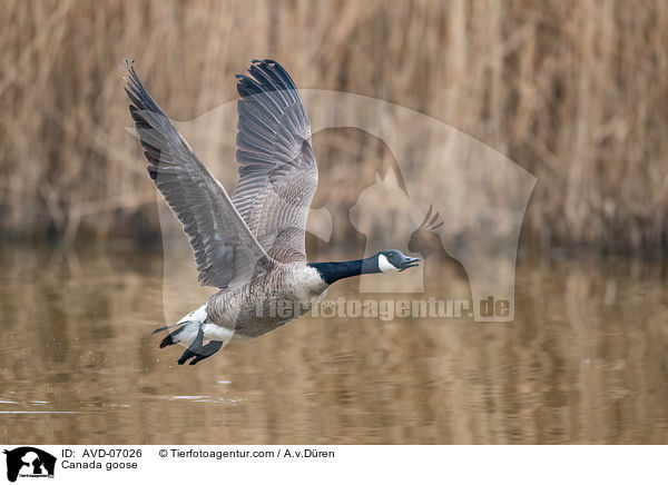 Kanadagans / Canada goose / AVD-07026