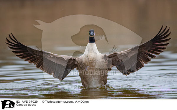 Kanadagans / Canada goose / AVD-07029