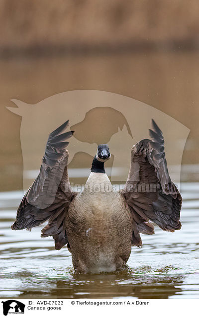 Kanadagans / Canada goose / AVD-07033