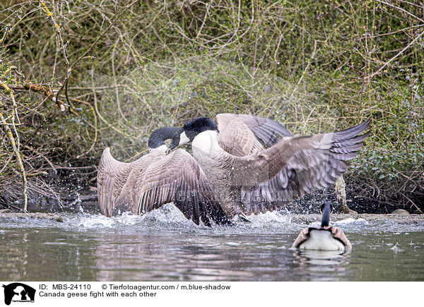 Kanadagnse kmpfen miteinander / Canada geese fight with each other / MBS-24110
