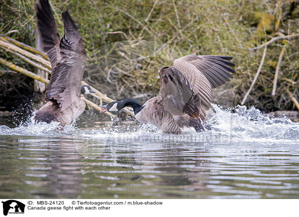Kanadagnse kmpfen miteinander / Canada geese fight with each other / MBS-24120