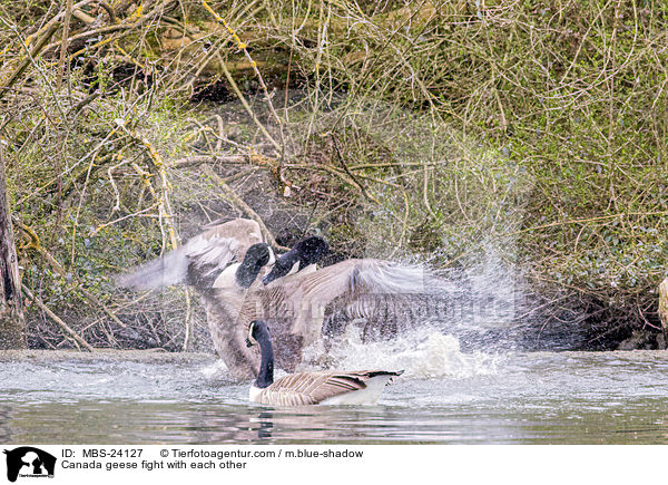 Kanadagnse kmpfen miteinander / Canada geese fight with each other / MBS-24127