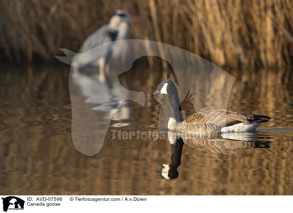 Kanadagans / Canada goose / AVD-07596
