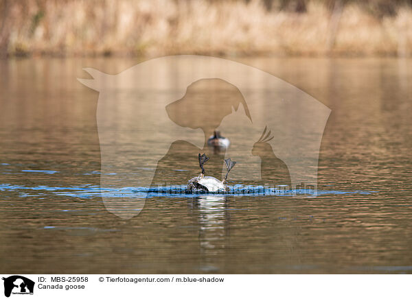 Kanadagans / Canada goose / MBS-25958