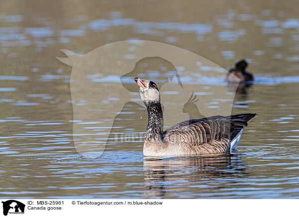Canada goose / MBS-25961