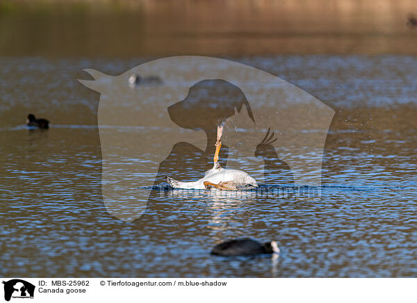 Kanadagans / Canada goose / MBS-25962