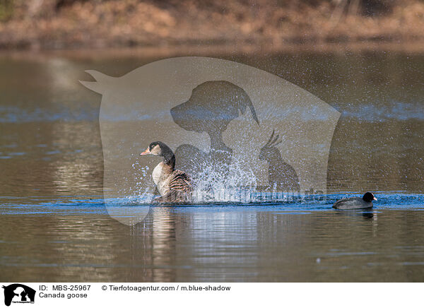 Canada goose / MBS-25967