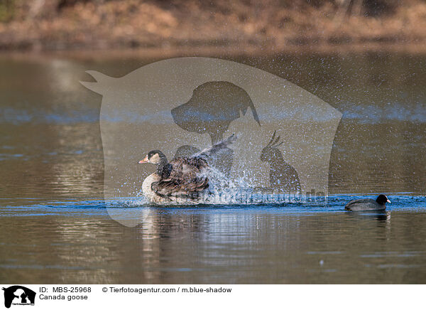 Canada goose / MBS-25968