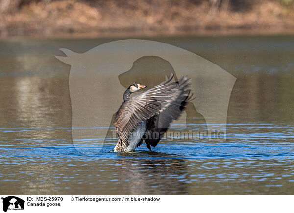 Canada goose / MBS-25970
