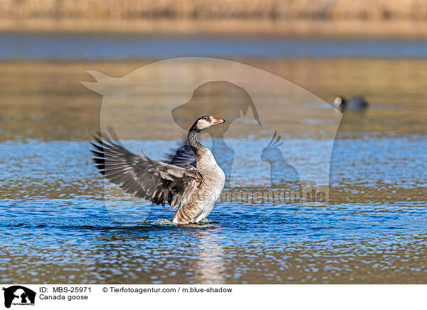 Kanadagans / Canada goose / MBS-25971