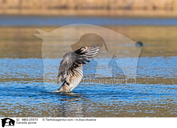 Canada goose / MBS-25975