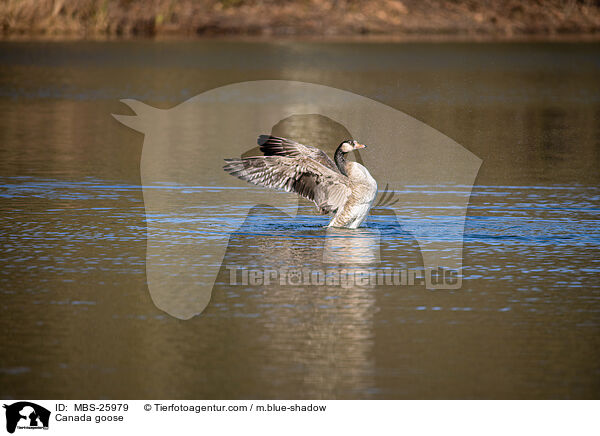 Canada goose / MBS-25979