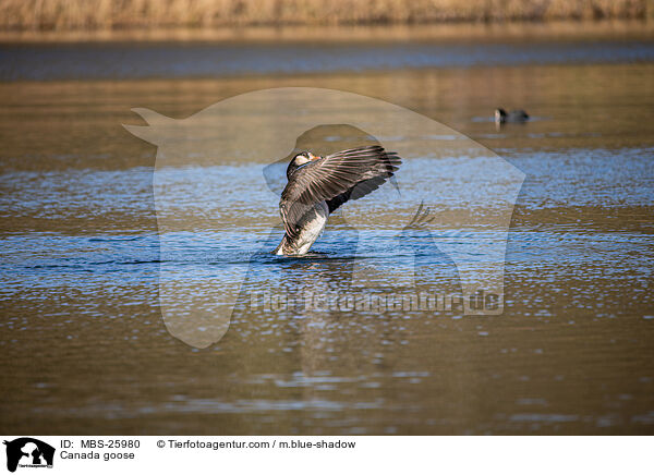 Kanadagans / Canada goose / MBS-25980