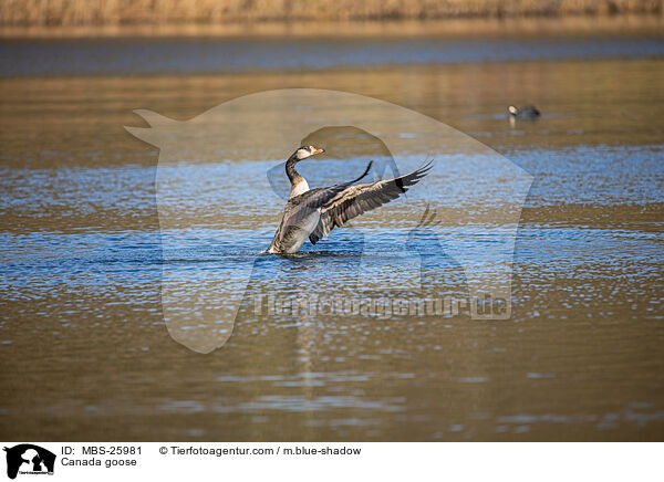 Canada goose / MBS-25981