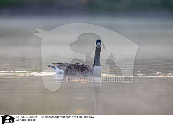 Kanadagans / Canada goose / MBS-25986