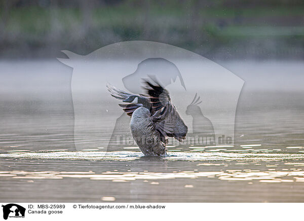 Kanadagans / Canada goose / MBS-25989