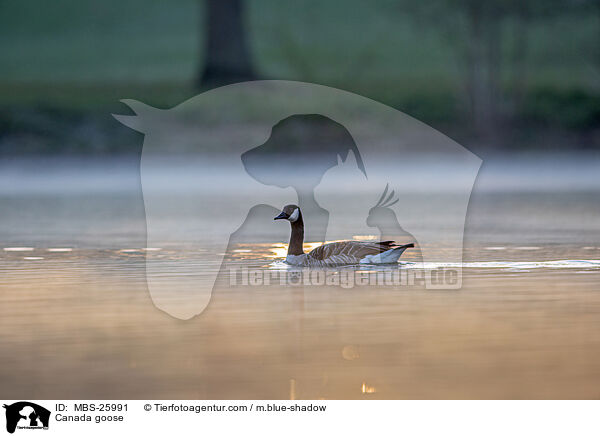 Kanadagans / Canada goose / MBS-25991