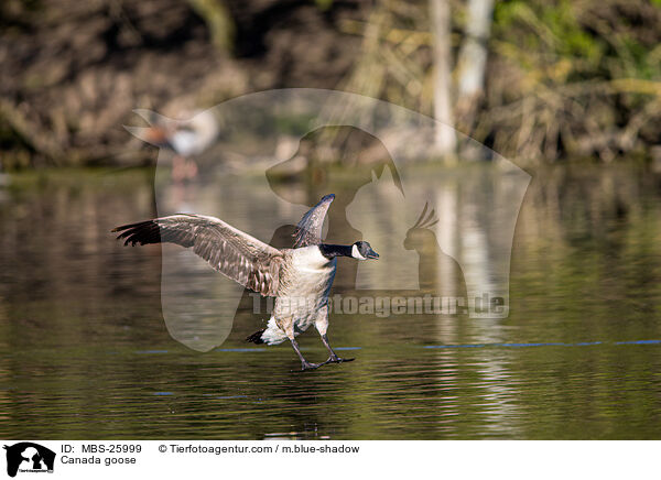 Kanadagans / Canada goose / MBS-25999