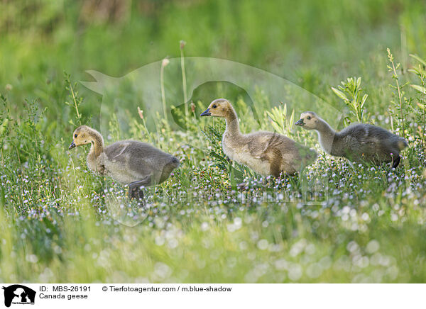 Kanadagnse / Canada geese / MBS-26191