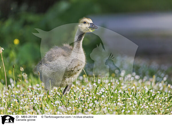 Kanadagans / Canada goose / MBS-26194