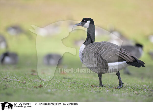 Kanadagans / Canada goose / DV-03954