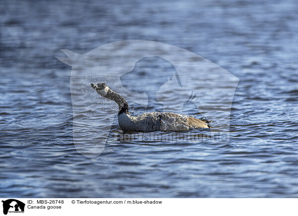 Kanadagans / Canada goose / MBS-26748