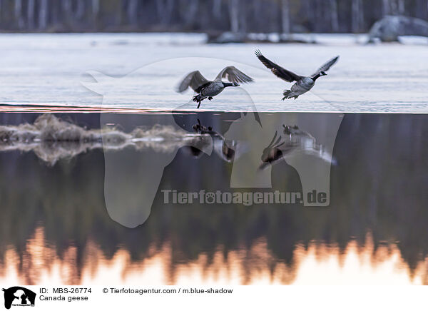 Canada geese / MBS-26774