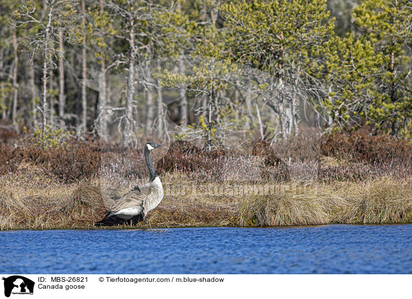 Kanadagans / Canada goose / MBS-26821
