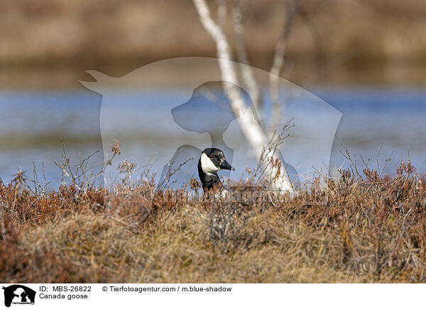 Kanadagans / Canada goose / MBS-26822