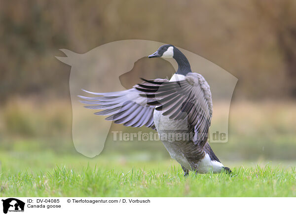 Kanadagnse / Canada goose / DV-04085