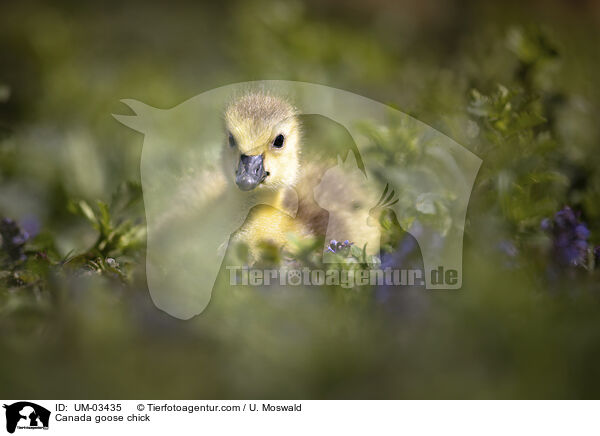 Canada goose chick / UM-03435