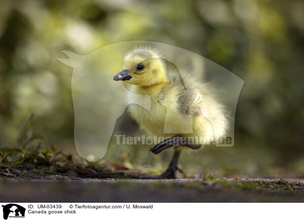 Canada goose chick / UM-03439