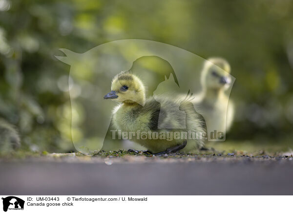 Kanadagans Kken / Canada goose chick / UM-03443