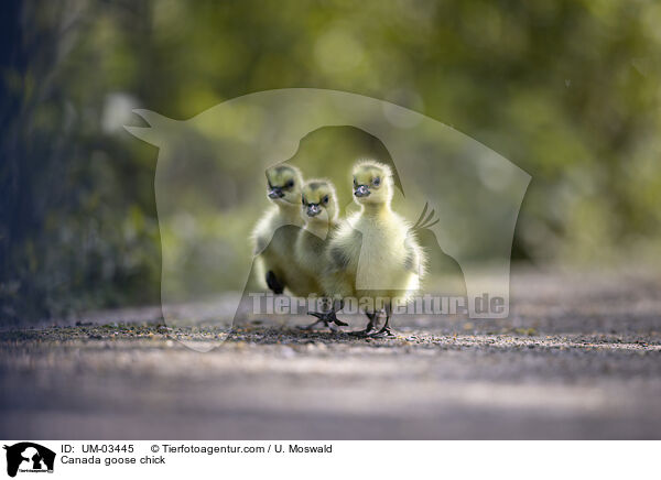 Kanadagans Kken / Canada goose chick / UM-03445