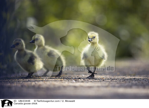 Kanadagans Kken / Canada goose chick / UM-03446