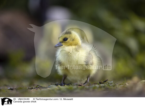 Canada goose chick / UM-03449