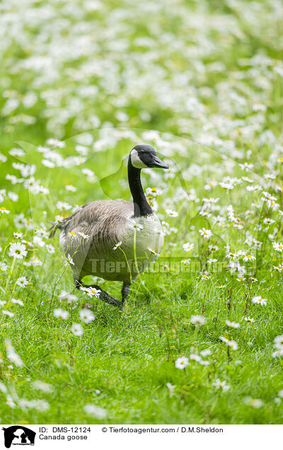 Kanadagans / Canada goose / DMS-12124