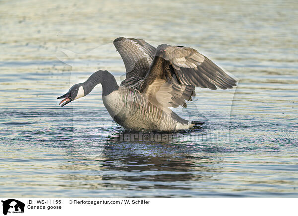 Kanadagans / Canada goose / WS-11155
