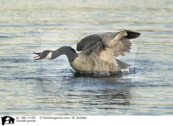 Kanadagans / Canada goose / WS-11156