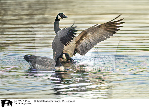 Kanadagans / Canada goose / WS-11157
