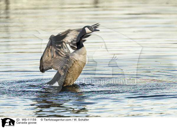 Kanadagans / Canada goose / WS-11159