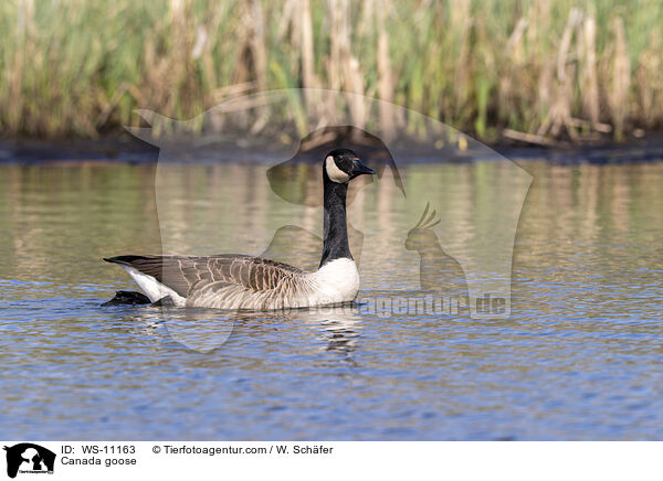 Kanadagans / Canada goose / WS-11163